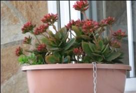 calanchoes1