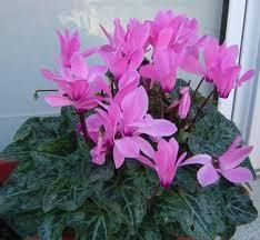 ciclamen