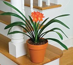 clivia