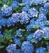 hortensia